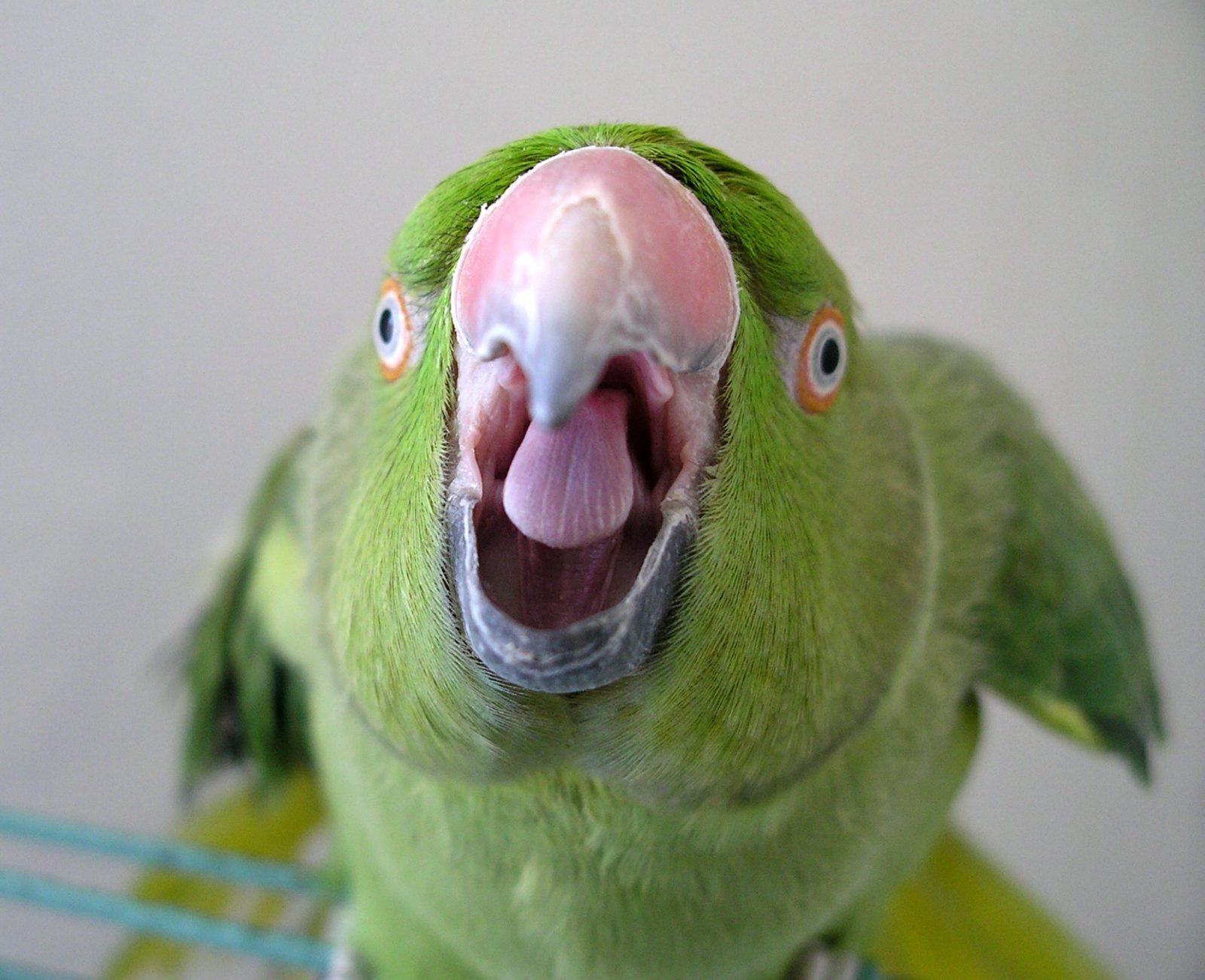 How I taught a parrot to talk. - My, A parrot, Past