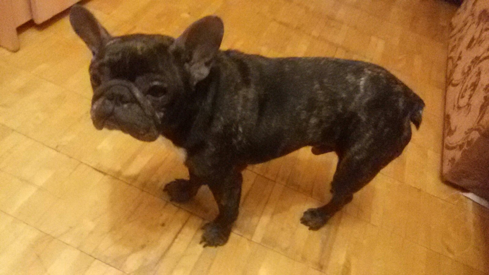 Overexposure 2 - My, French Bulldog, Overexposure, Dog days, Longpost