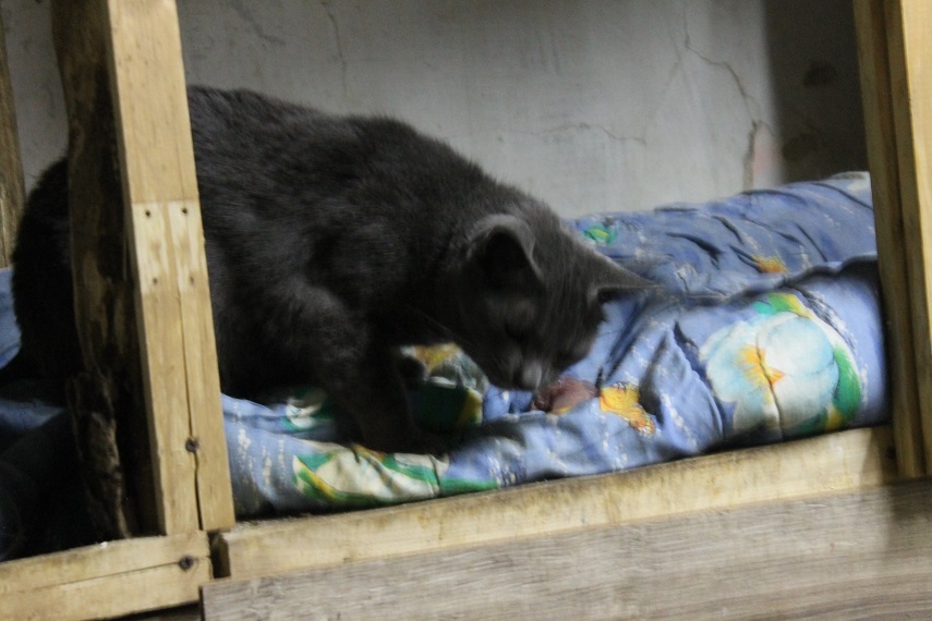 День рождения приюта Котоленд - Моё, Кот, Приют, День рождения, Котоленд, Липецк, Помощь, Доброта, Длиннопост, Приют Котоленд