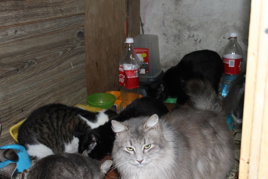 Birthday of the shelter Kotoland - My, cat, Shelter, Birthday, Cotoland, Lipetsk, Help, Kindness, Longpost, Shelter Cotoland