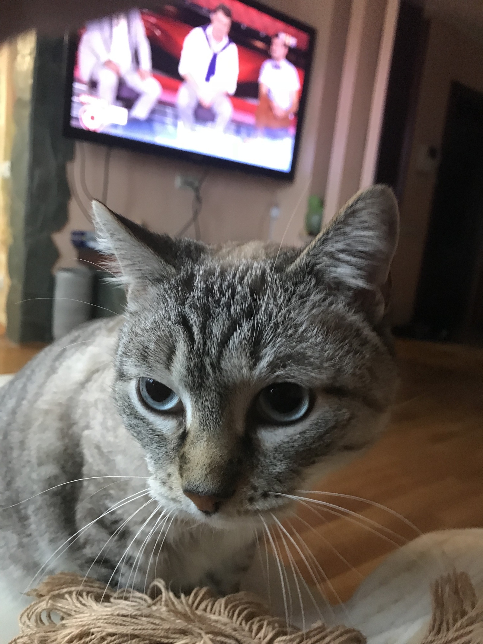 My cat, his name is Motsky! I decided to tell everyone about him, because I love him very much! - My, , Animals, Longpost, cat