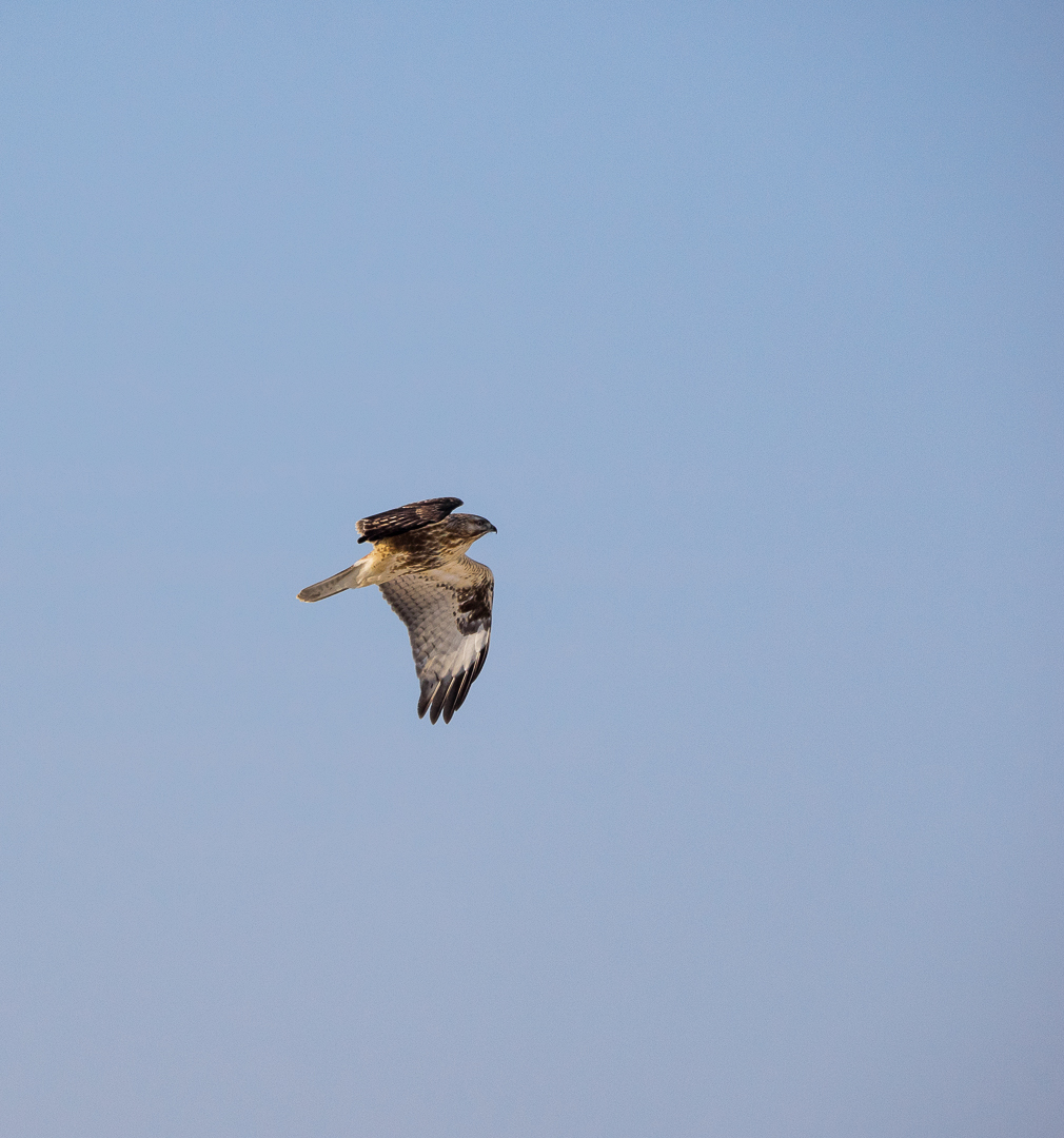 Some more birds - My, Birds, Walk, Nature, Tourism, Pokatushki, Sea, Longpost