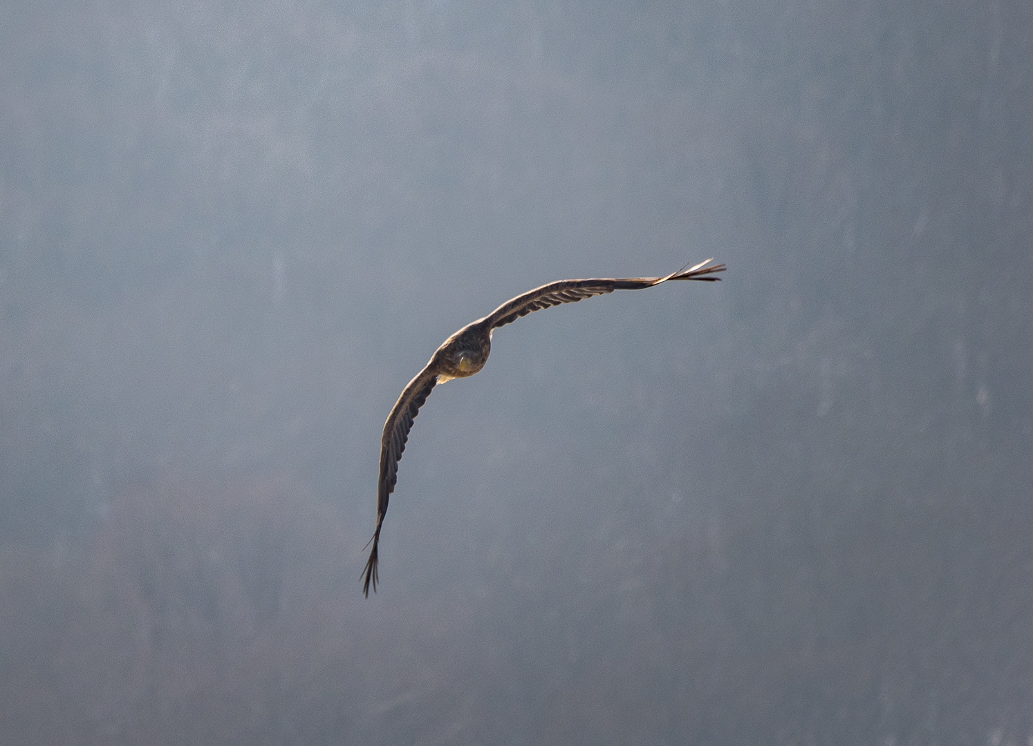 Some more birds - My, Birds, Walk, Nature, Tourism, Pokatushki, Sea, Longpost