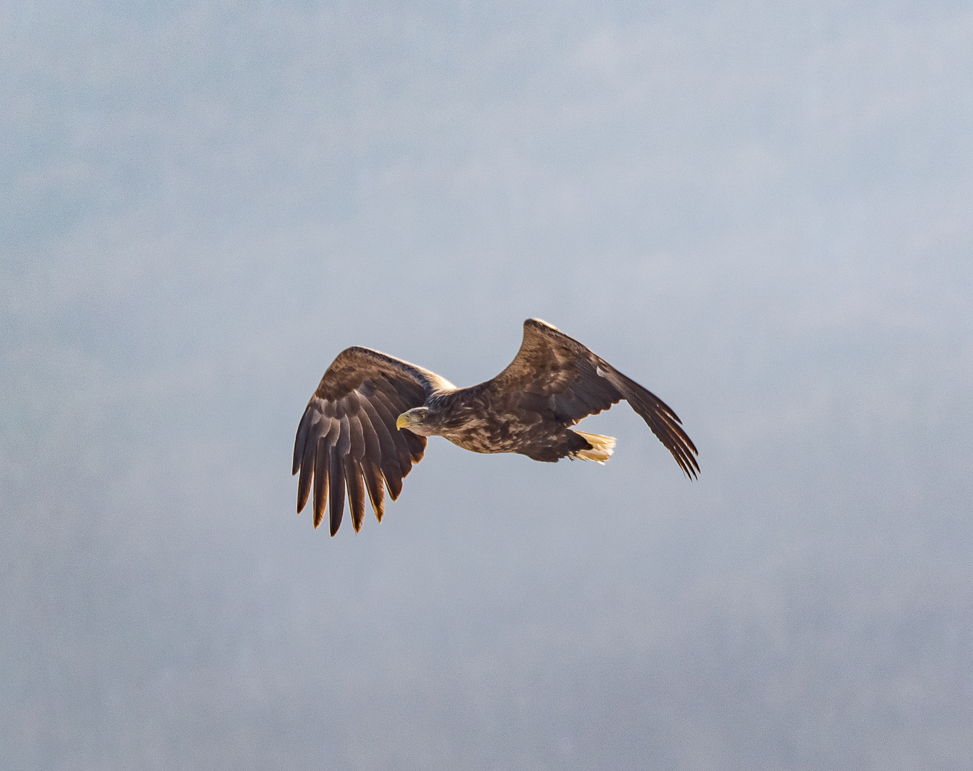 Some more birds - My, Birds, Walk, Nature, Tourism, Pokatushki, Sea, Longpost