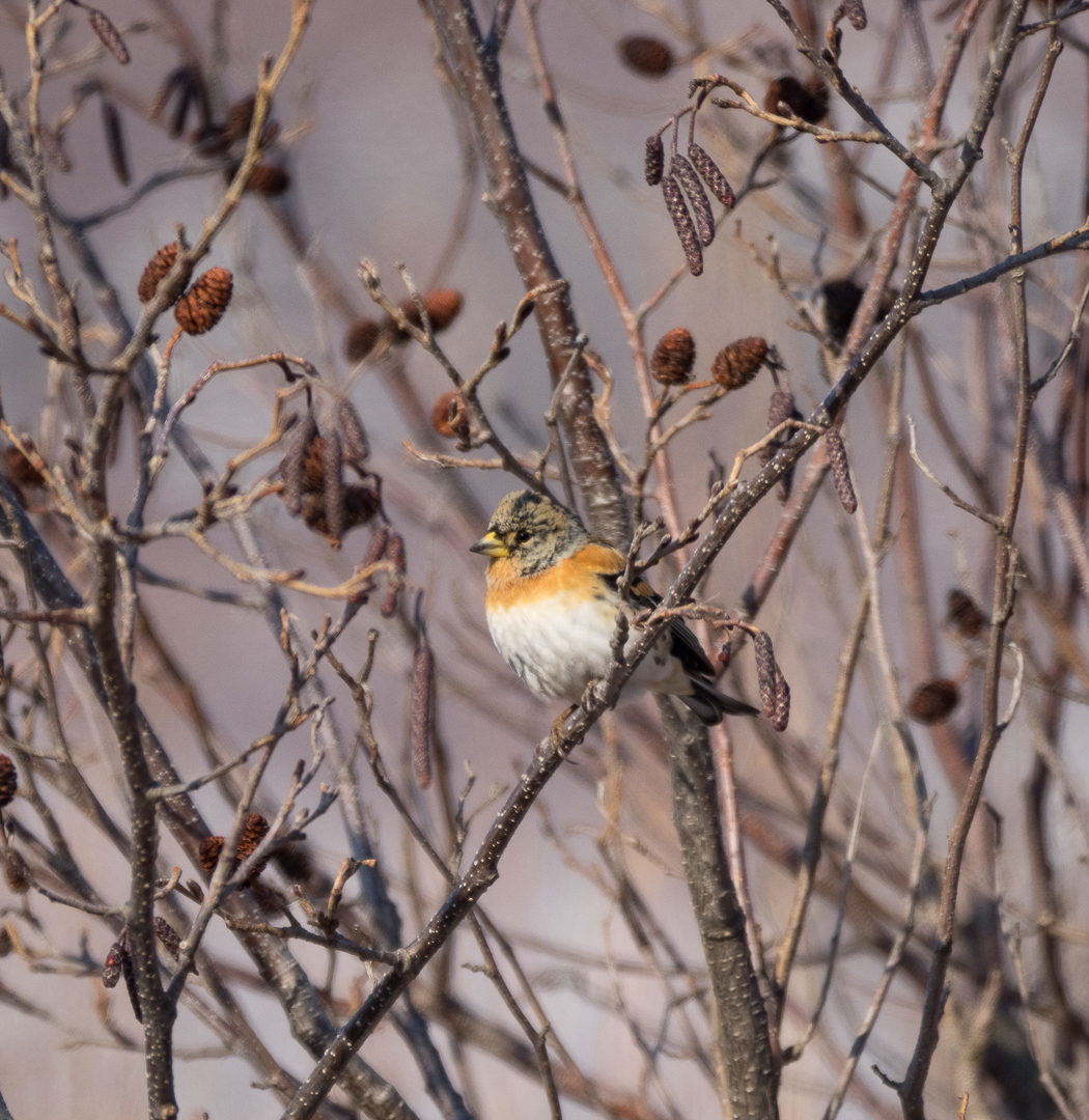 Some more birds - My, Birds, Walk, Nature, Tourism, Pokatushki, Sea, Longpost