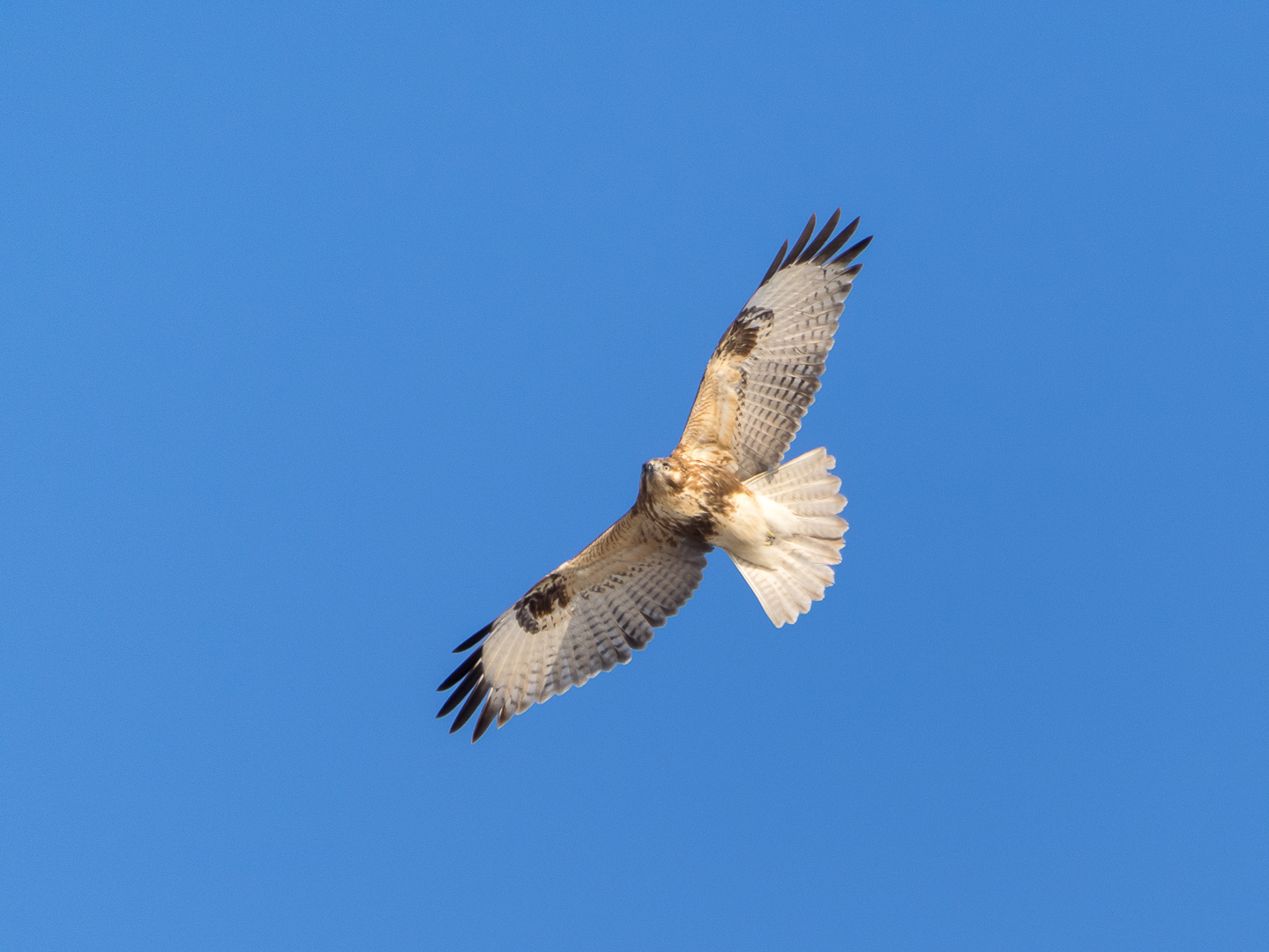 Some more birds - My, Birds, Walk, Nature, Tourism, Pokatushki, Sea, Longpost