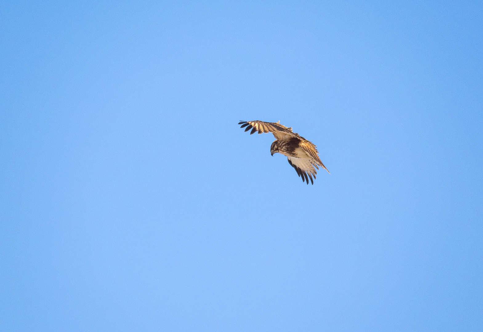 Some more birds - My, Birds, Walk, Nature, Tourism, Pokatushki, Sea, Longpost