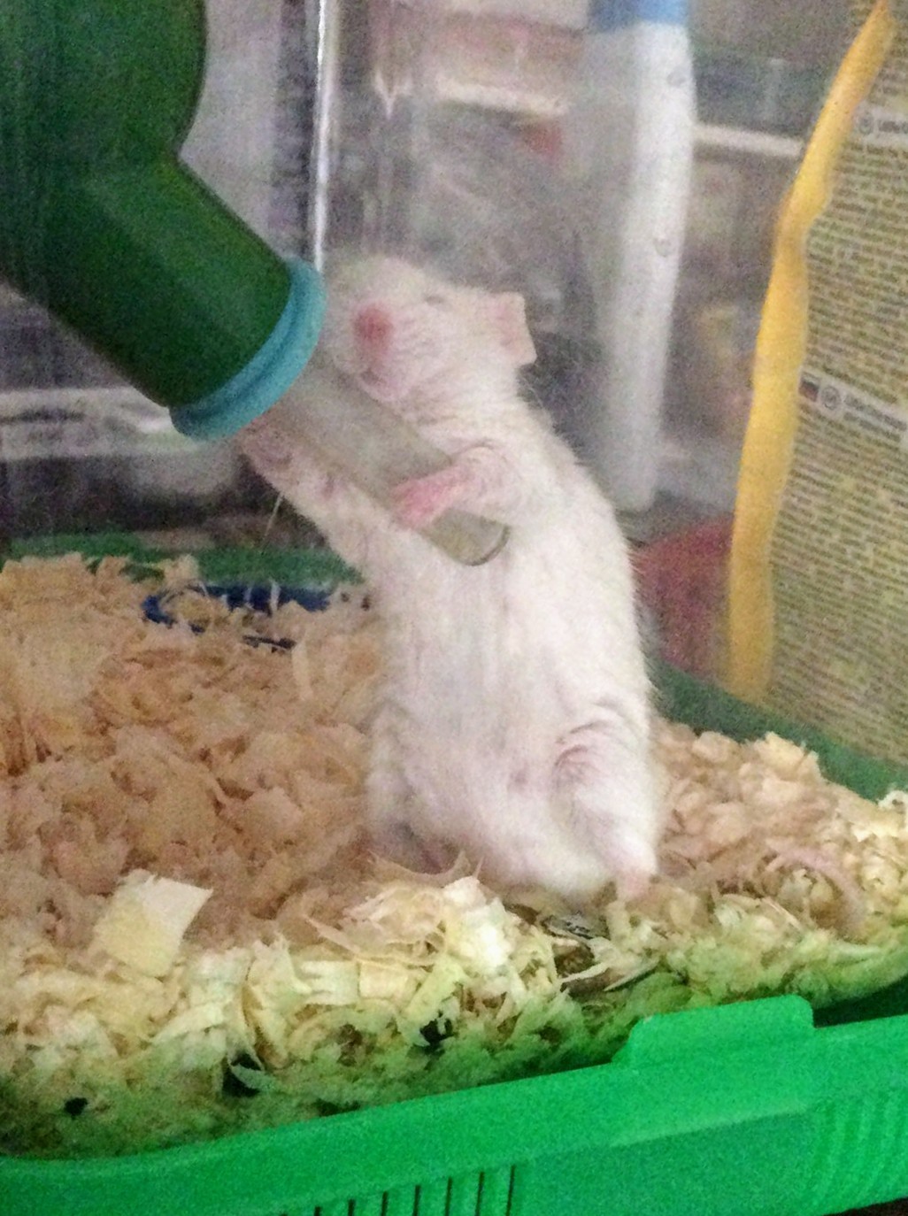 After a stormy night - My, Mouse, Tired, Drinking bottle, Water, Cell, Sushnyak