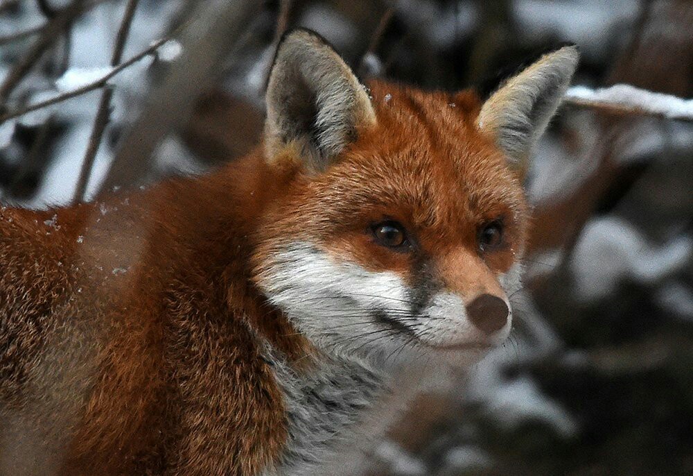 Just Lis. - Animals, Fox, Forest, Winter