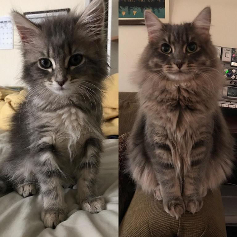 June 2017 and December 2017 - cat, Difference