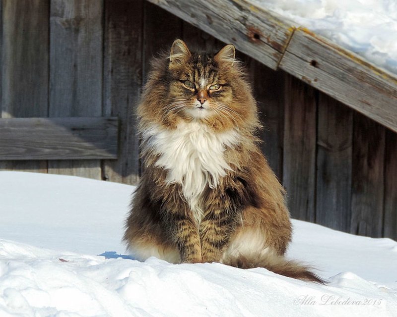 Koshlandia is a huge family of Siberian cats living in Barnaul - cat, Animals, Longpost, Barnaul