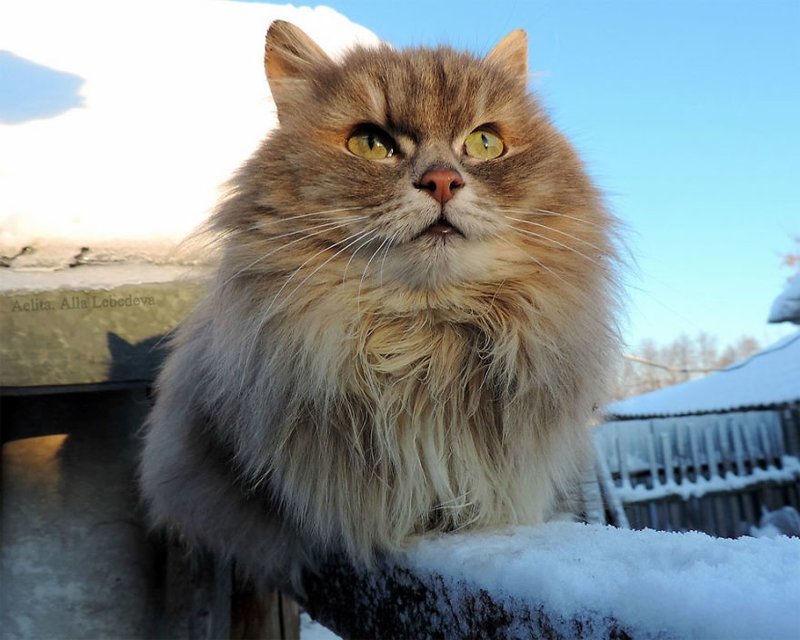 Koshlandia is a huge family of Siberian cats living in Barnaul - cat, Animals, Longpost, Barnaul