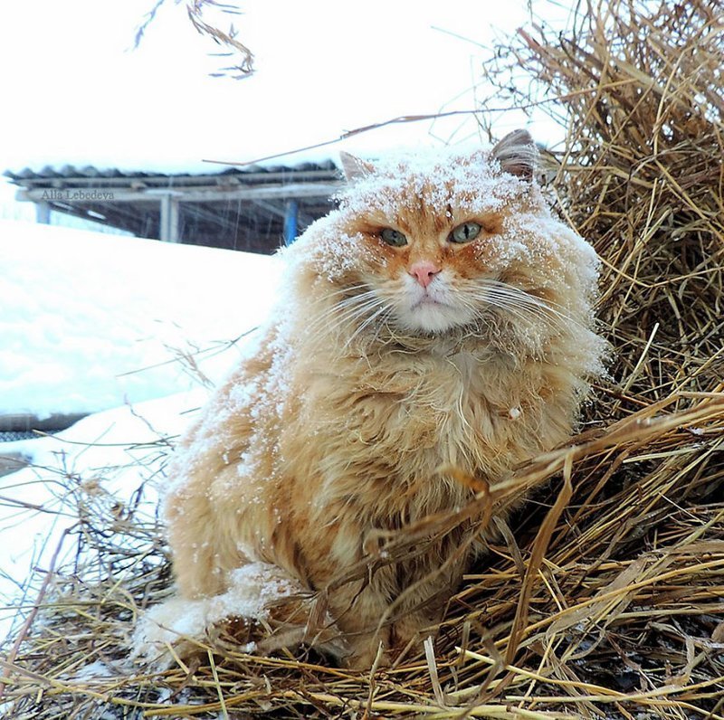 Кошландия — огромная семья сибирских кошек, живущая в Барнауле - Кот, Животные, Длиннопост, Барнаул