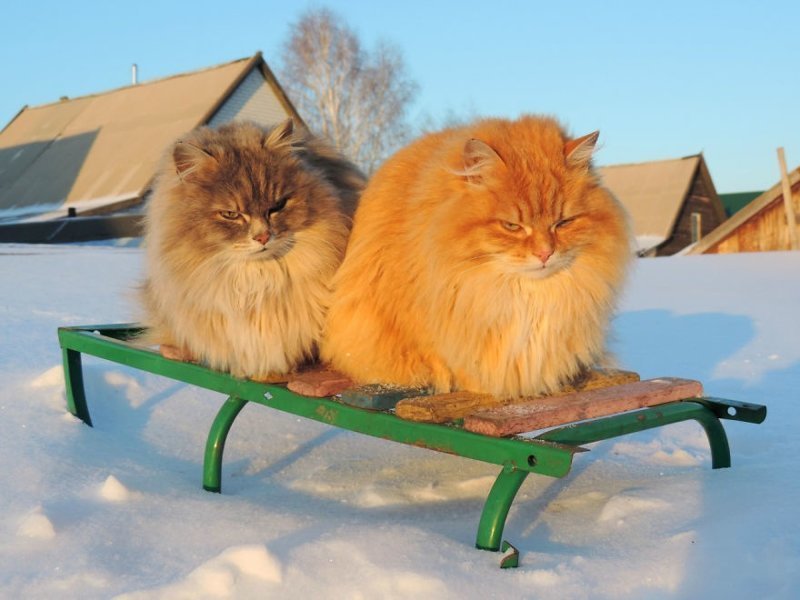 Koshlandia is a huge family of Siberian cats living in Barnaul - cat, Animals, Longpost, Barnaul