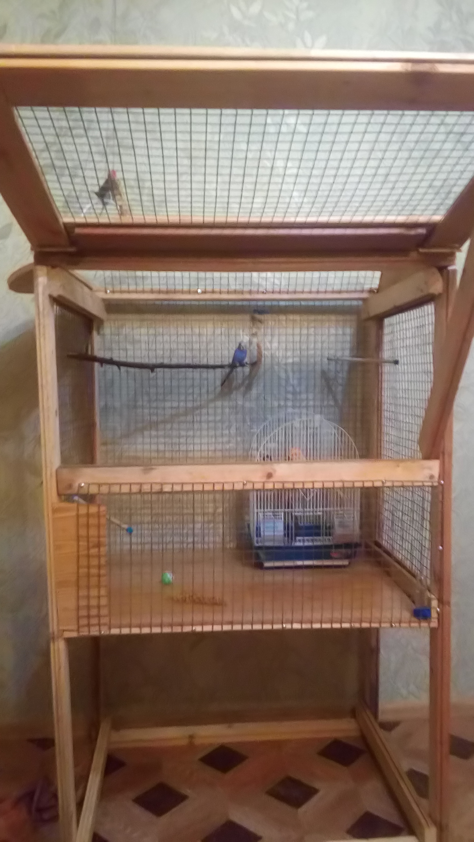 Comparison of old and new cell) - My, A parrot, With your own hands, Animals, Rukozhop