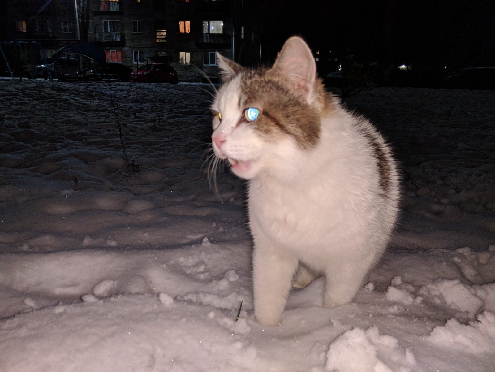 Kote saw snow for the second time in his life. Didn't like it)) - My, cat, Catomafia