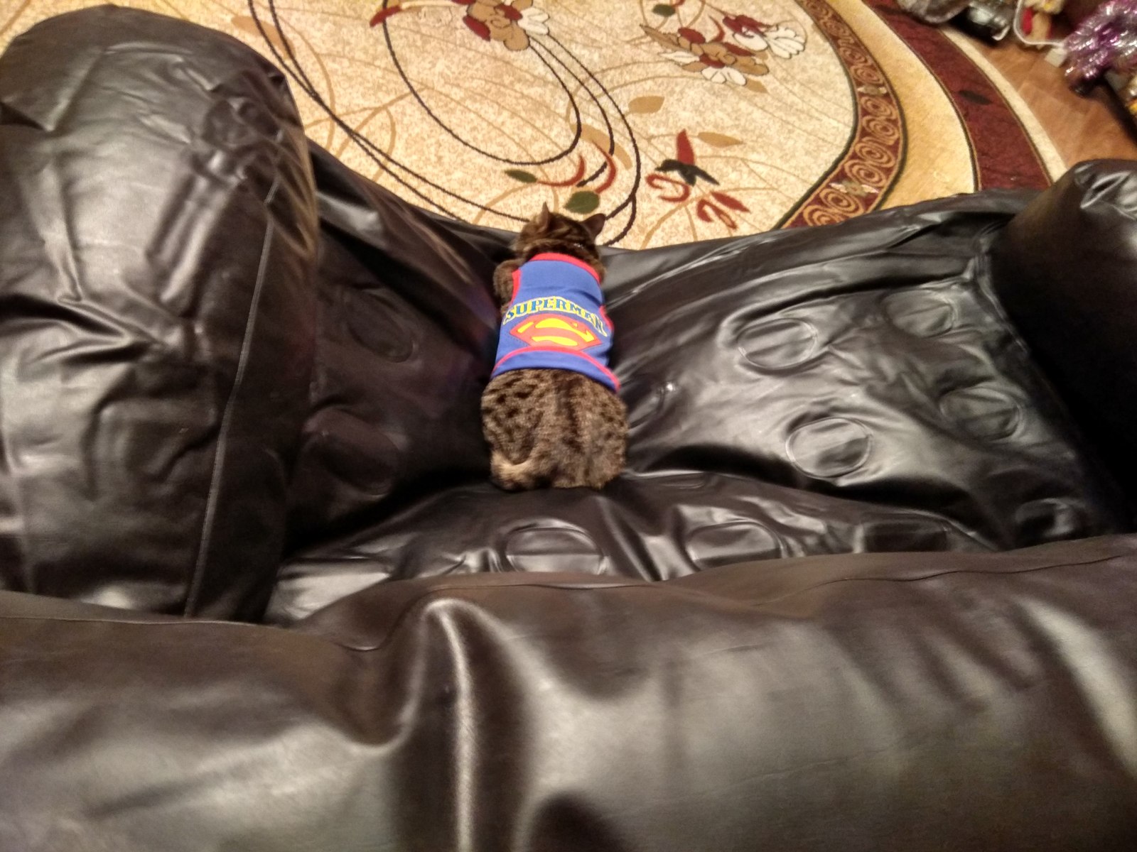 When he saved humanity all day... - My, cat, Superman, Fatigue, Marsik, Longpost