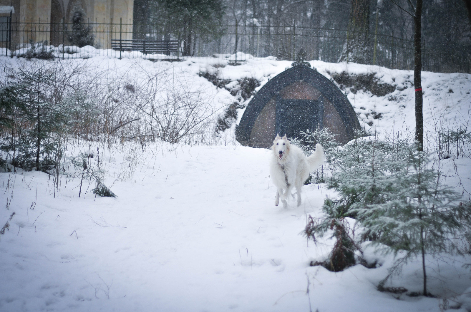 Finally, winter has come in St. Petersburg. - My, Greyhound, Russian Greyhound, Winter, Dog