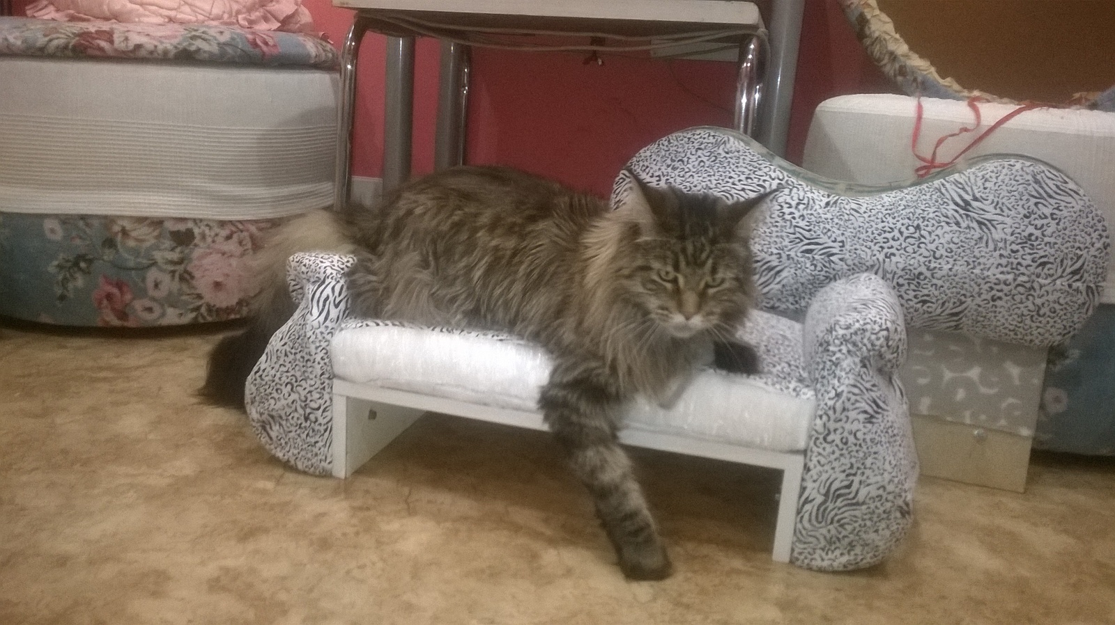 Sofa for Yusi - My, My, Needlework with process, Animals, Sofa, , Needlework, cat, Maine Coon