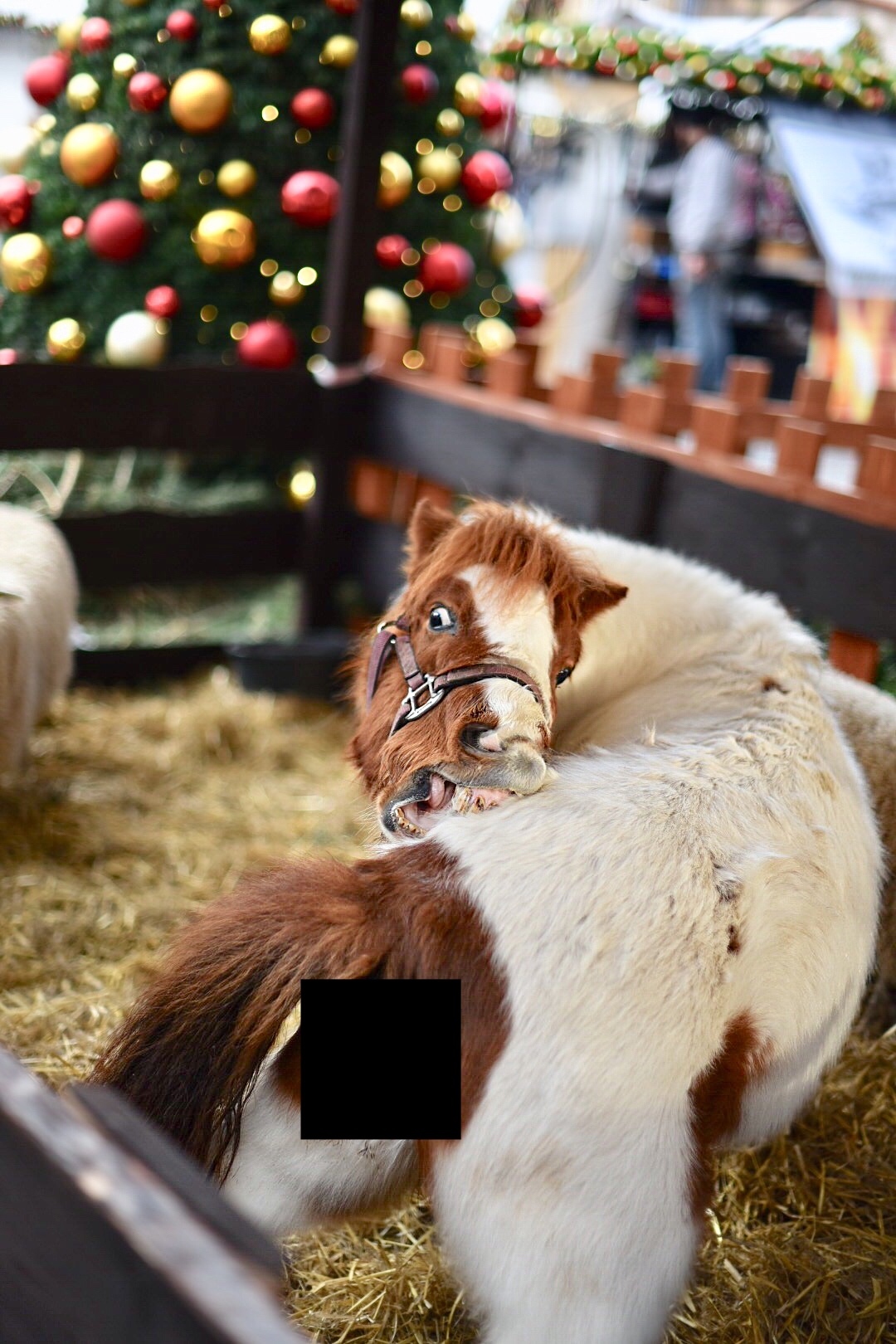 When you want to take a picture of a pony at the Christmas tree - My, Pony, Casus, The photo