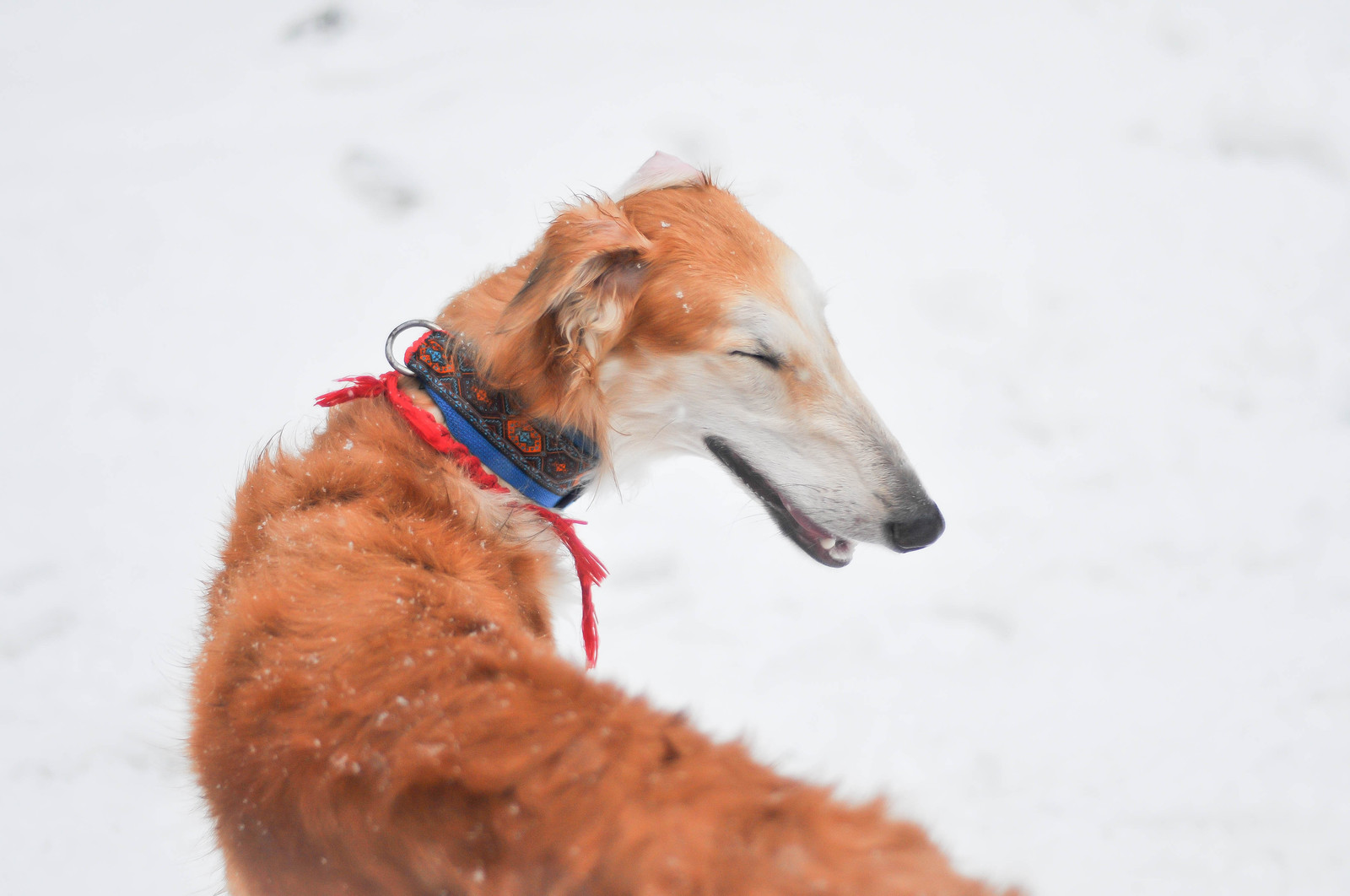 Finally, winter has come in St. Petersburg. - My, Greyhound, Russian Greyhound, Winter, Dog