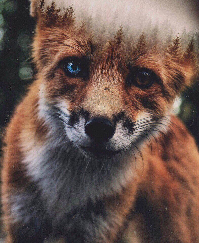 Fox art ^.^ - Fox, Fyr, Art, Animals