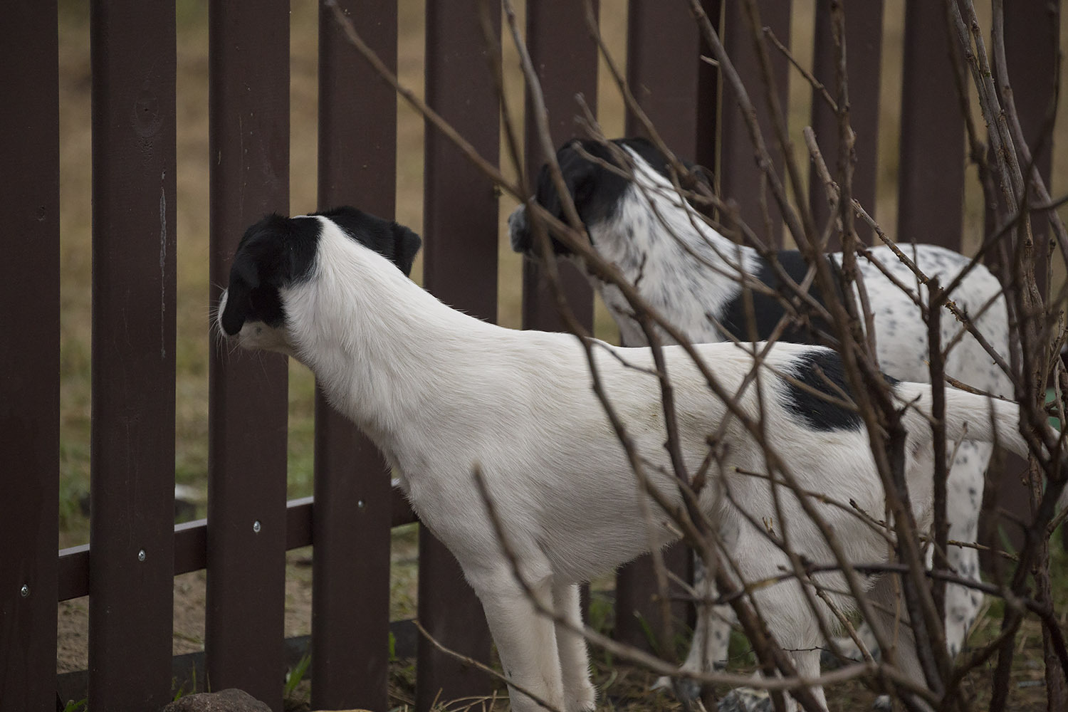 Expectation - My, Dog, Puppies, Moscow, Poems, New Year's miracle, Expectation, Is free, In good hands, Longpost