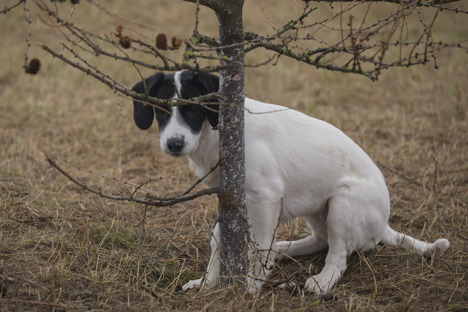 Expectation - My, Dog, Puppies, Moscow, Poems, New Year's miracle, Expectation, Is free, In good hands, Longpost