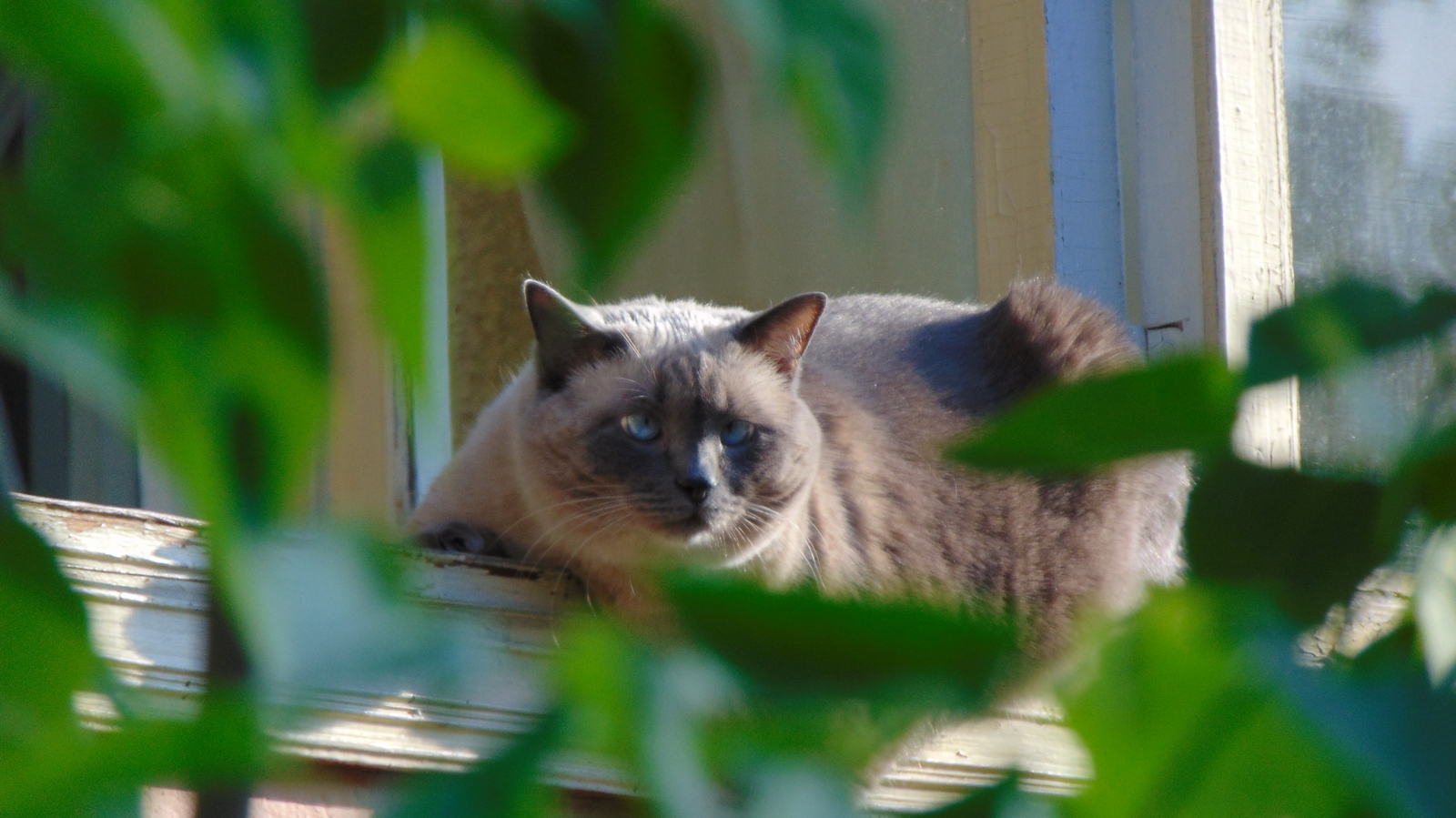 I keep order - My, cat, Catomafia, Cat on the balcony, The sun, Blue eyes