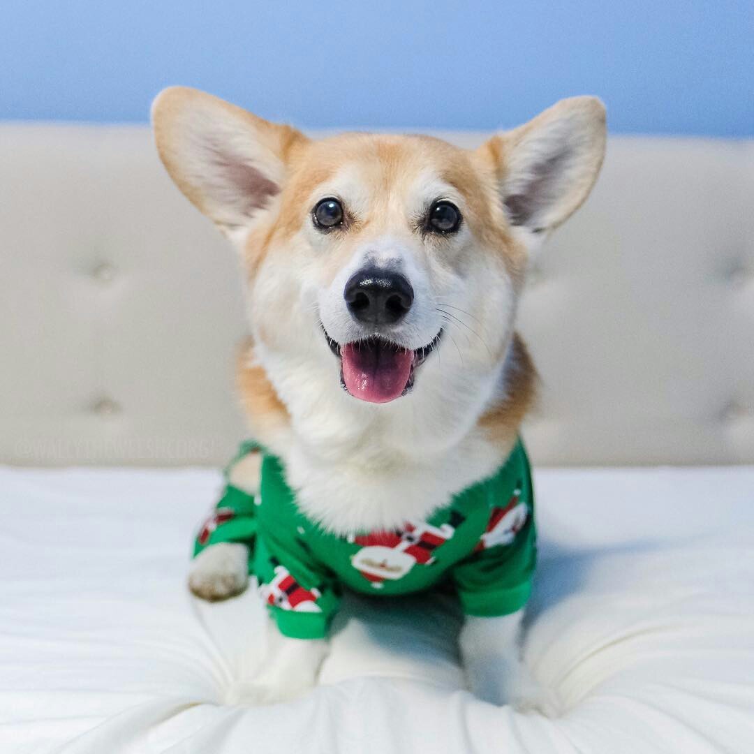 Post to raise the New Year's mood, part 2 - Dog, Corgi, Milota, New Year, Shiba Inu, Longpost