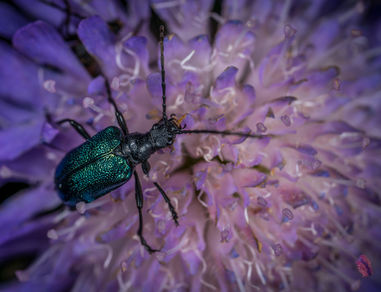 black-breasted barbel - My, Macro, , Woodcutter, Macro photography