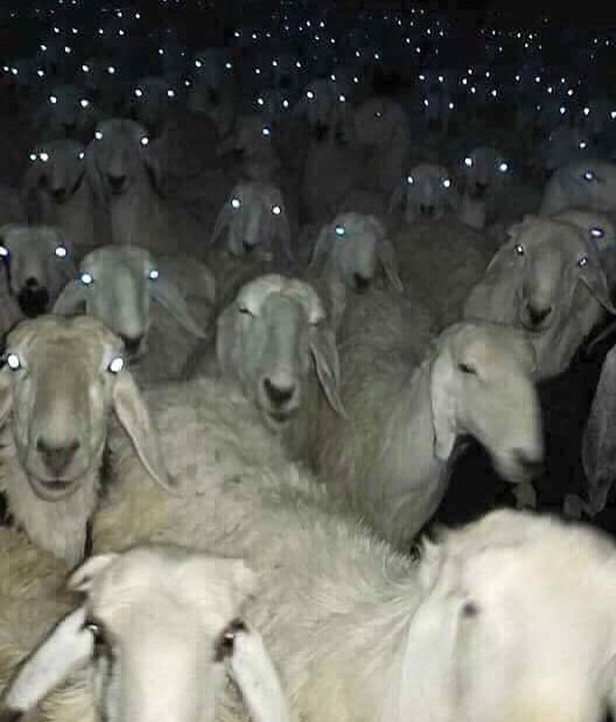 When he came at night to bite a barrel and regretted it ... - Sheeps, Flock, Kripota