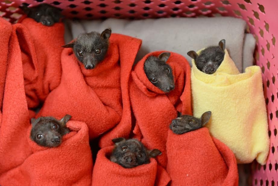 Rescued flying foxes - Australia, Milota, Winter, Bat, The rescue, Kindness, Mimimishno