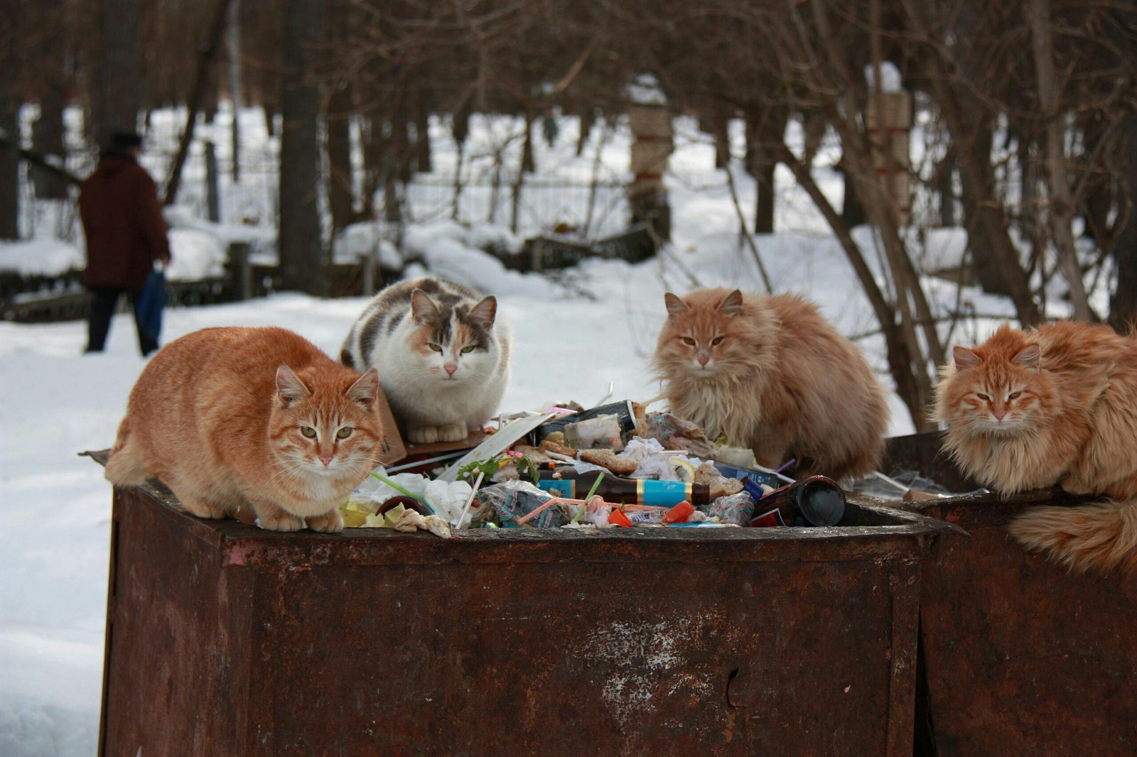 Своего не отдадут. - Кот, Улица, Суровость