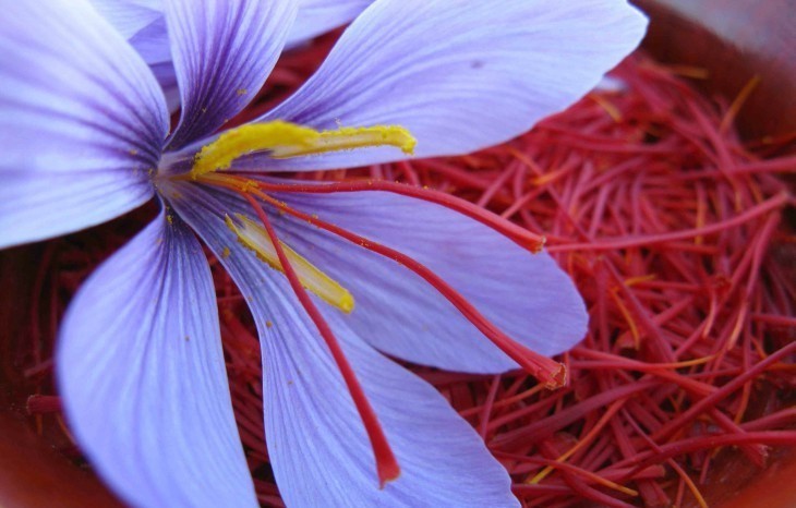 Foods that grow differently than you might think - Interesting, Longpost, Kiwi, A pineapple, Saffron, Peanut