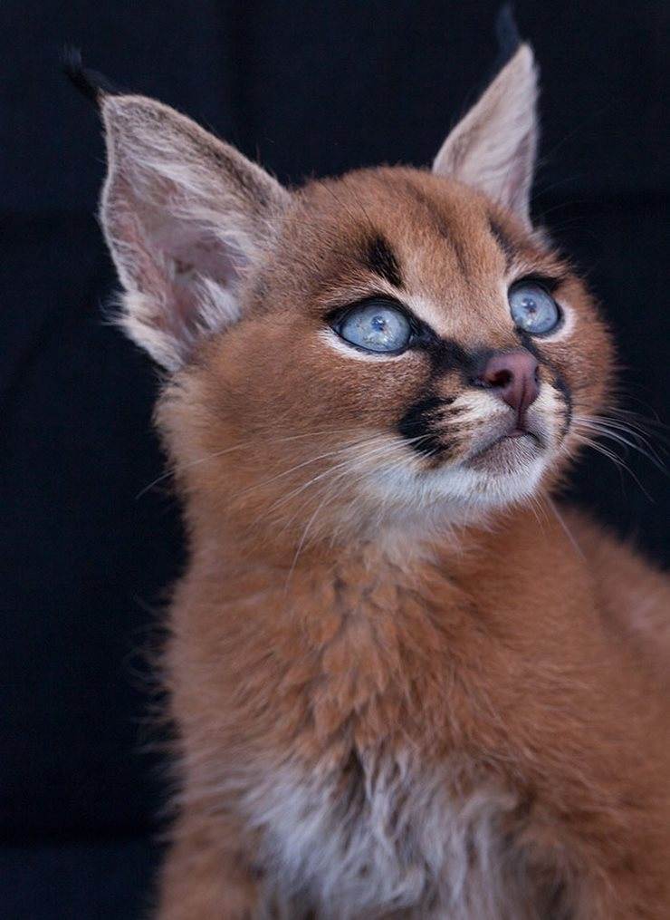 Is this the most beautiful cat breed in the world? - cat, , , Longpost, The photo