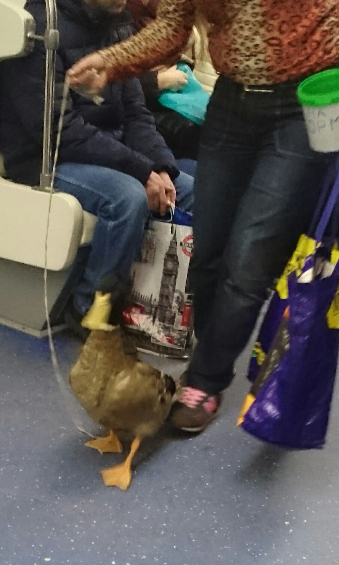 Duck in the subway. - My, Metro, Animals, Duck, Longpost