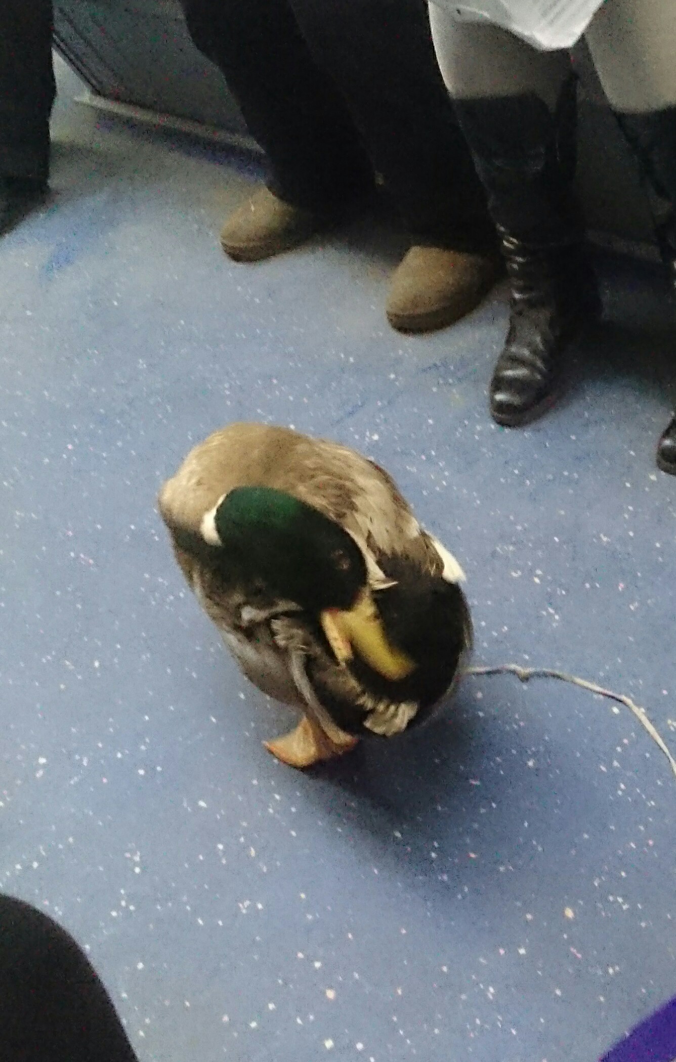 Duck in the subway. - My, Metro, Animals, Duck, Longpost