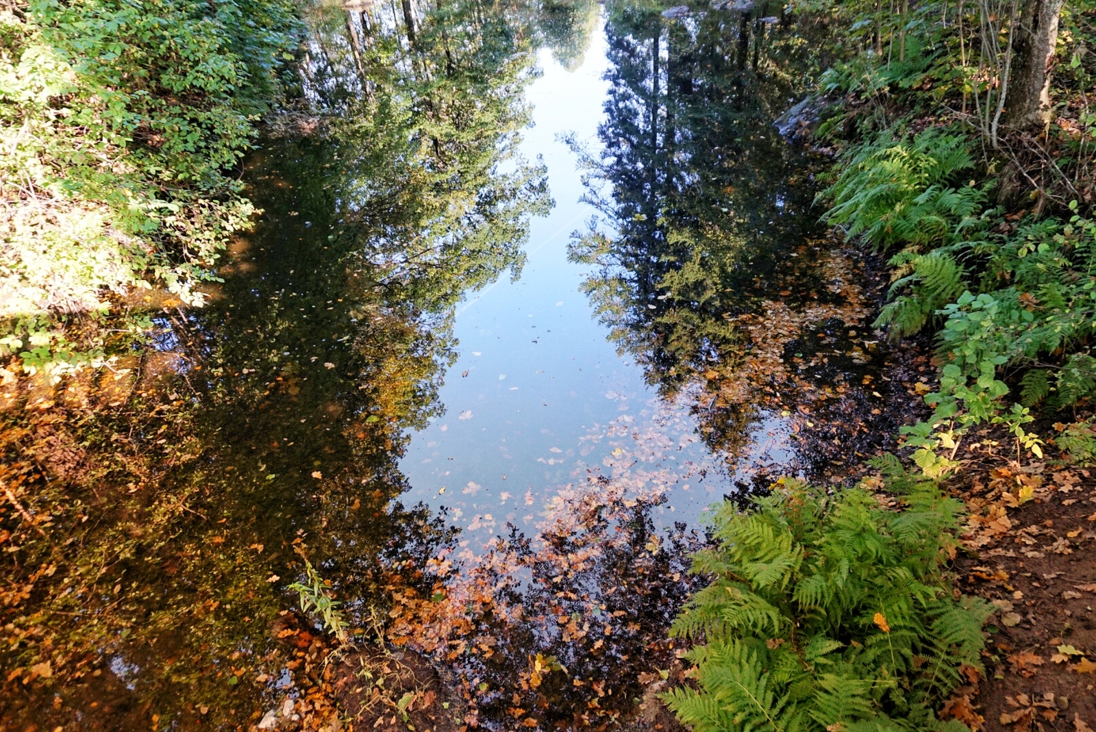 In September I managed to visit Vyborg. This morning memories rolled up, I decided to share - My, The photo, Vyborg, Mon Repos Park, The park, Longpost