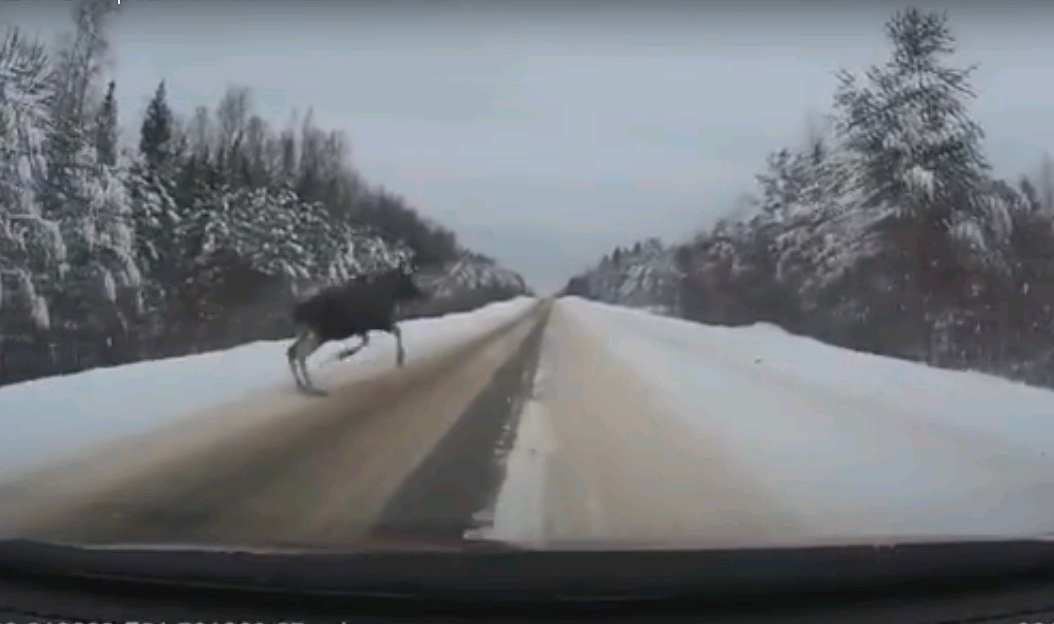 Видео, которое сделало мой день - Дорога, Лось, Зима