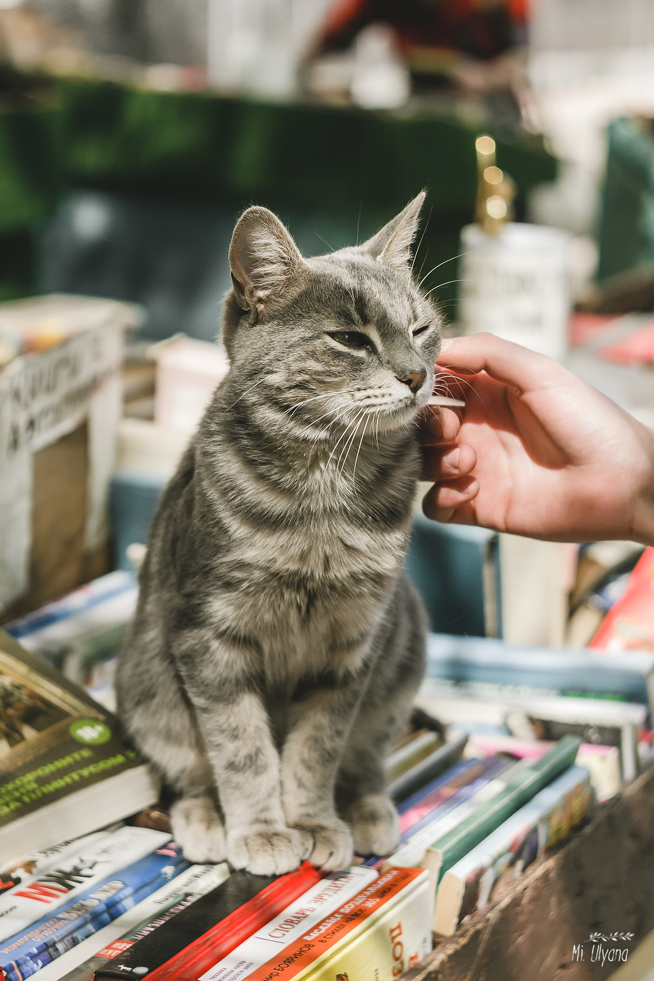 Кото-книжный развал в Ростове-на-Дону =) | Пикабу