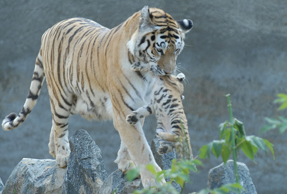 Тигр живет на материке. Амурский тигр белый. Подвиды Амурского тигра. Челябинский зоопарк тигры. Хвост Амурского тигра.