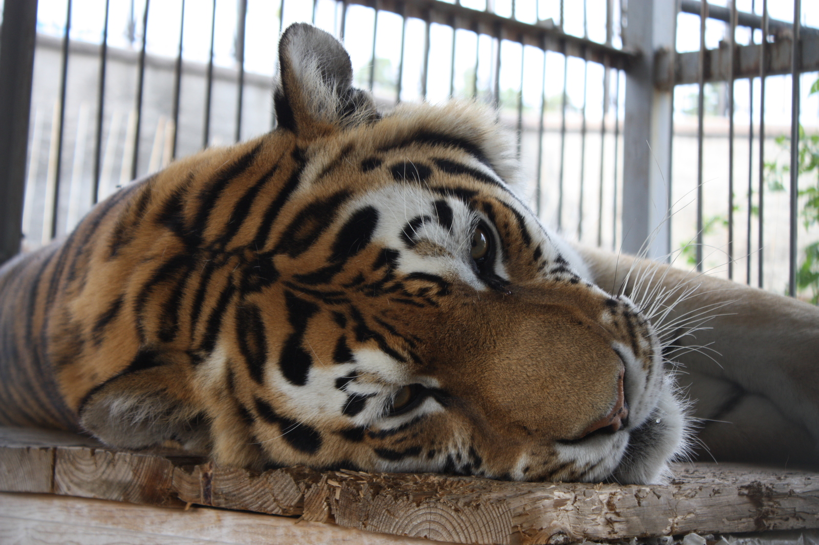 Very poignant post - My, Chelyabinsk Zoo, Amur tiger, Animals, , wildlife, Longpost