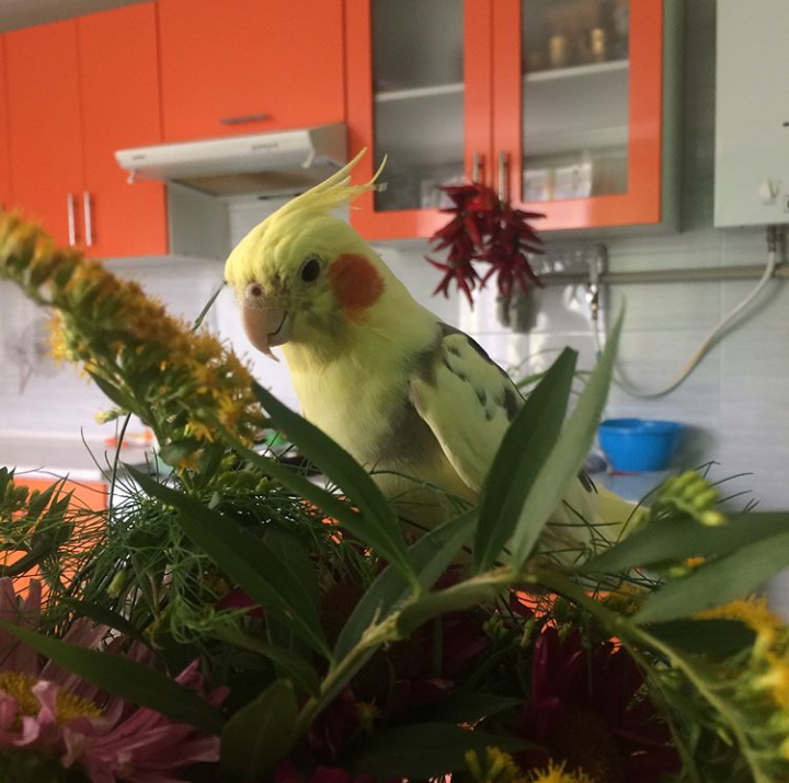 Meet Keisha. - My, Longpost, Corella, A parrot, My