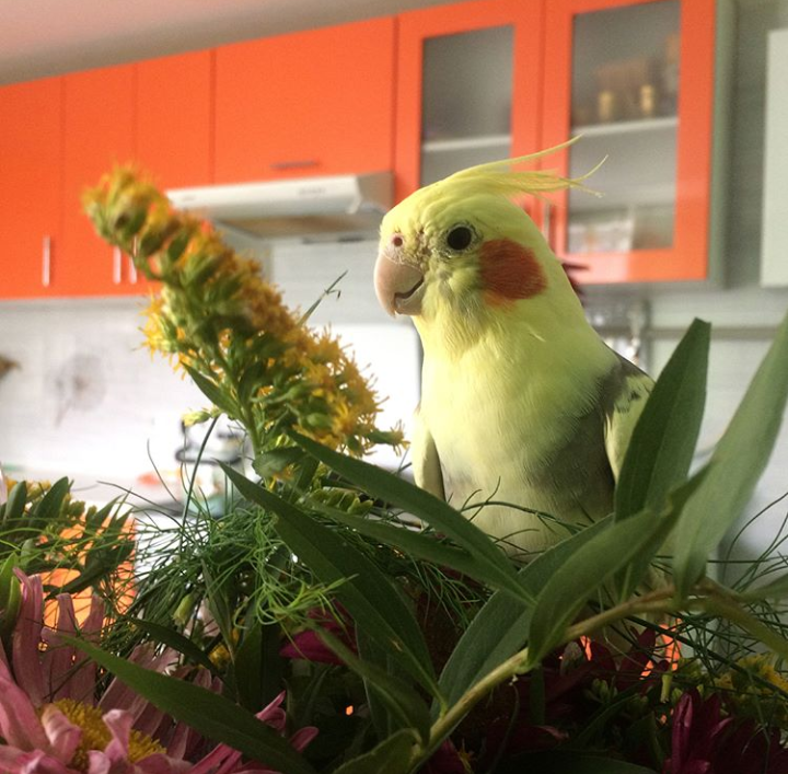 Meet Keisha. - Longpost, A parrot, Corella, My, My