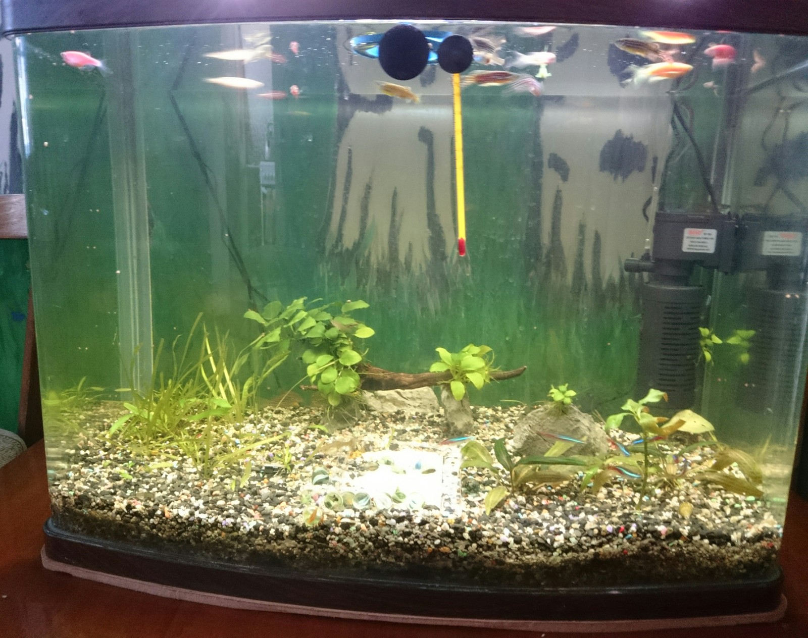 Aquascape - My, Aquarium, Snag, Aquarium fish, Aquascape, Longpost