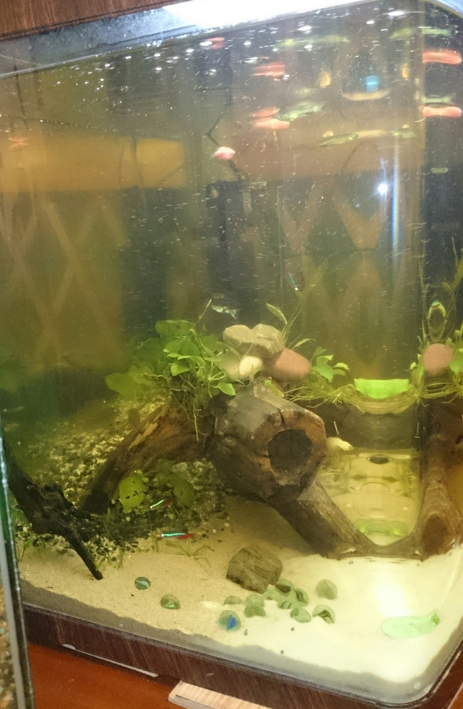 Aquascape - My, Aquarium, Snag, Aquarium fish, Aquascape, Longpost