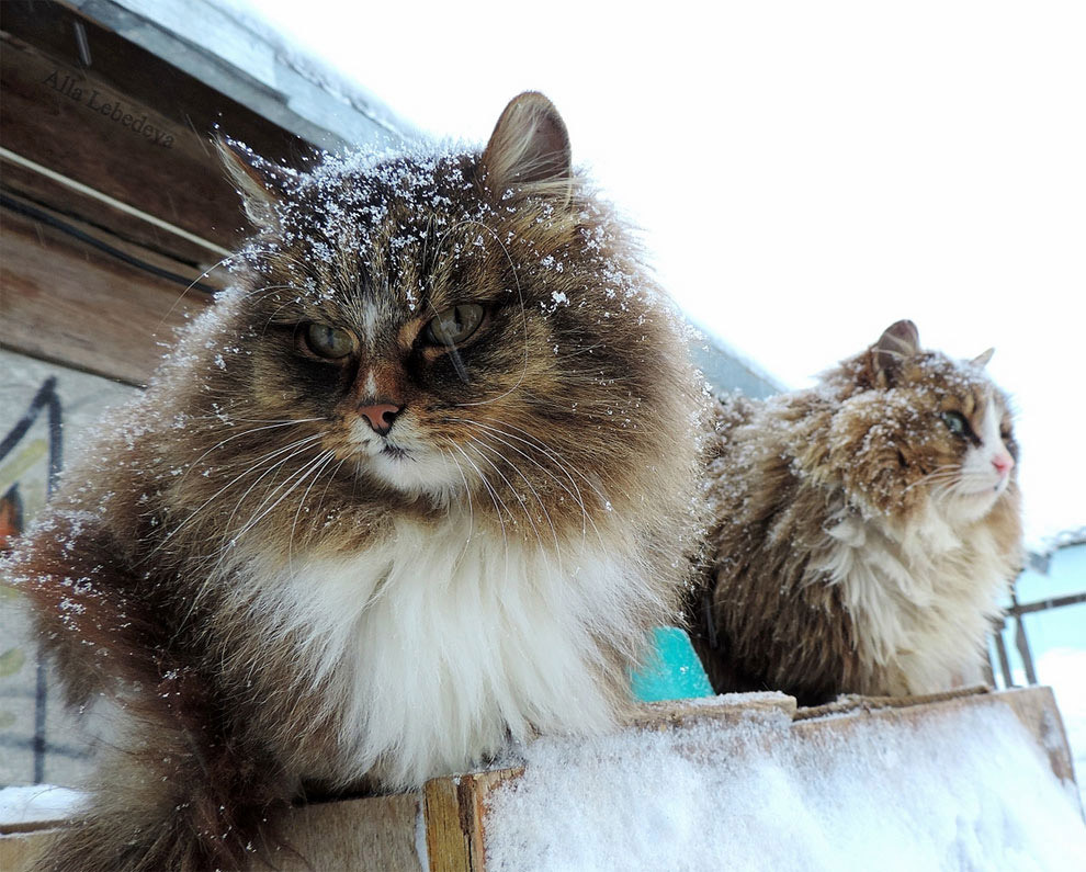 Суровые сибирские коты - Сибирский кот, Зима, Снег, Барнаул, Кот, Длиннопост