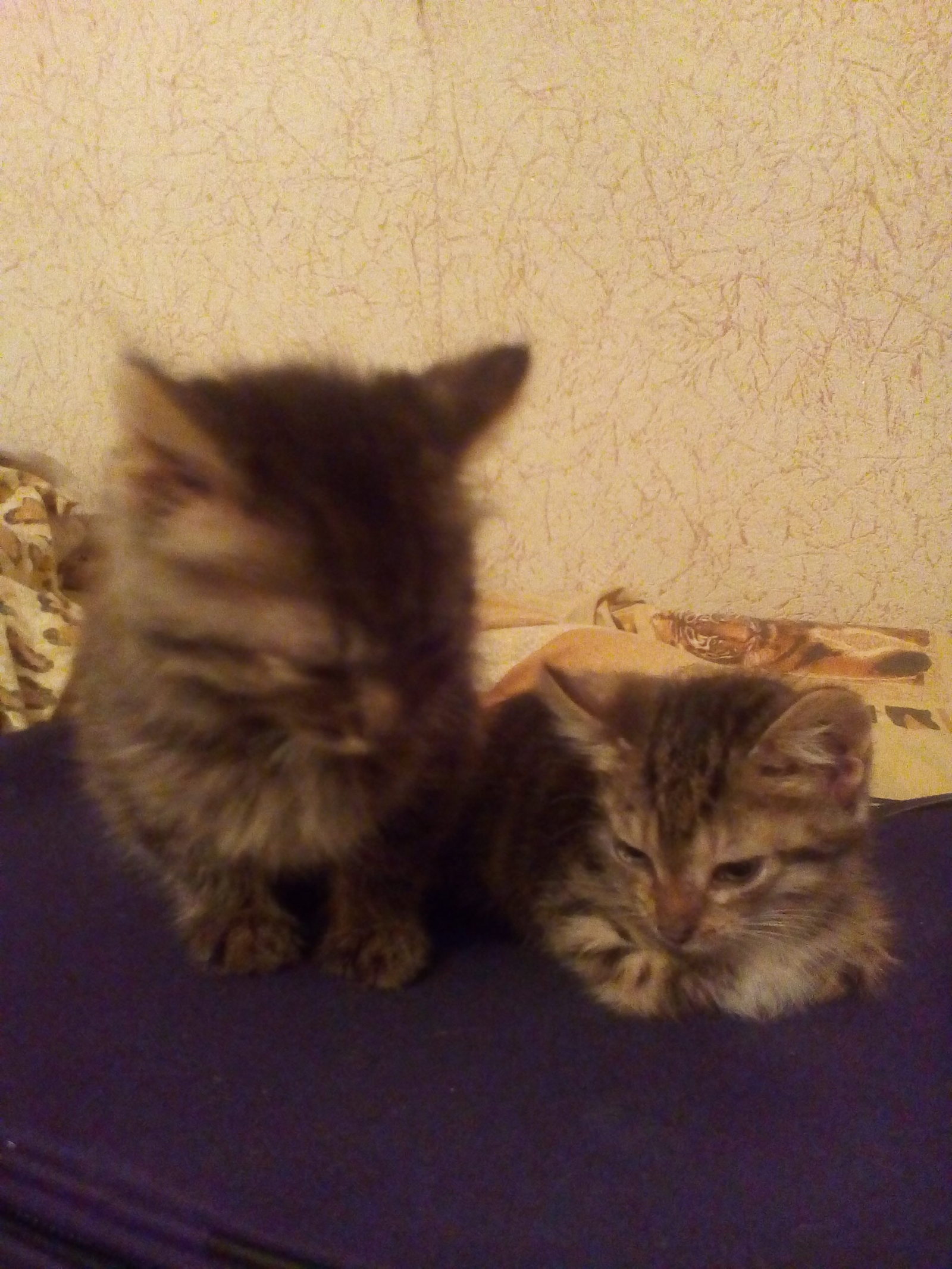 Kittens are looking for good owners. - My, cat, The hosts, In good hands, Penza, New owners, Longpost