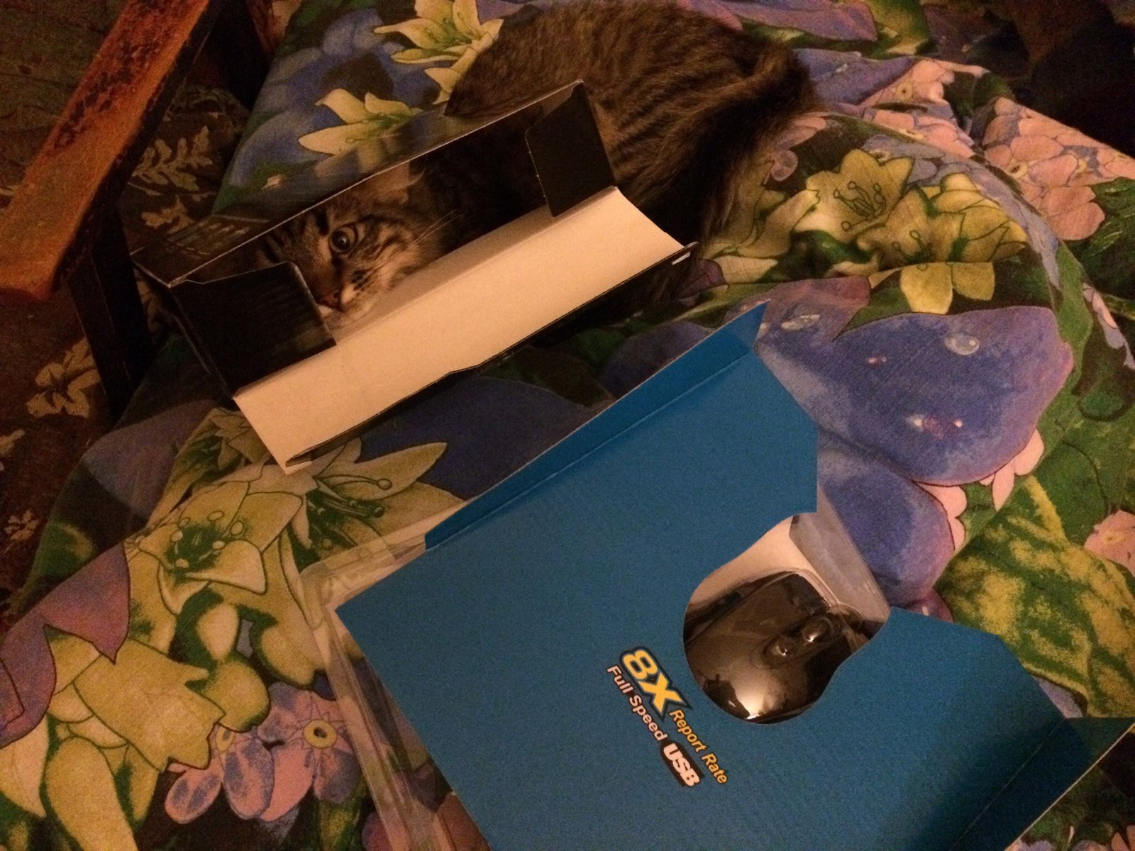 Packing from the mouse for the cat. - My, cat, Box and cat, PC mouse, , , Longpost
